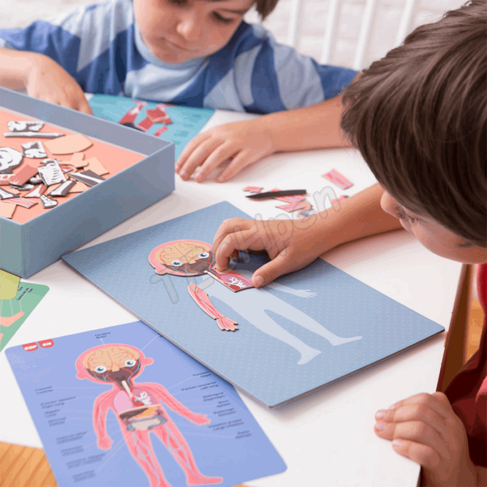 APLI MAGNETS THE HUMAN BODY 63U AP-18531
