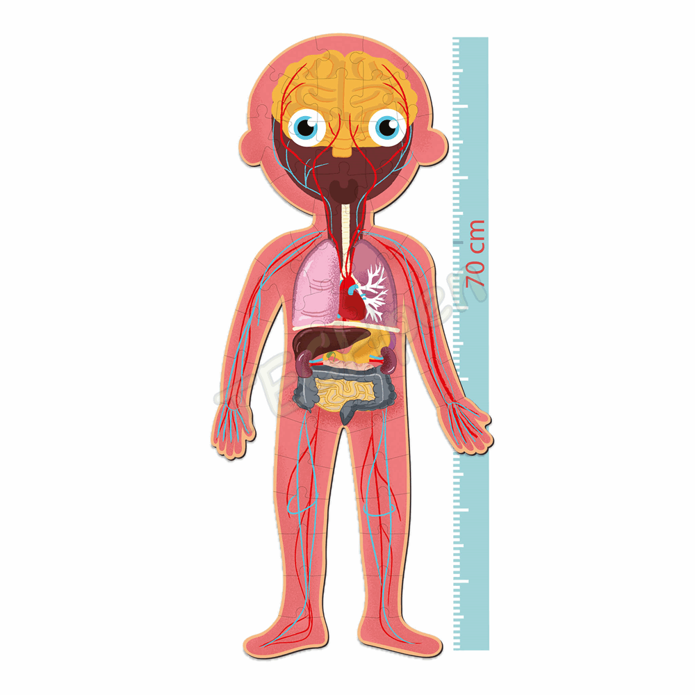 APLI HUMAN BODY PUZZLE 240U AP-19438