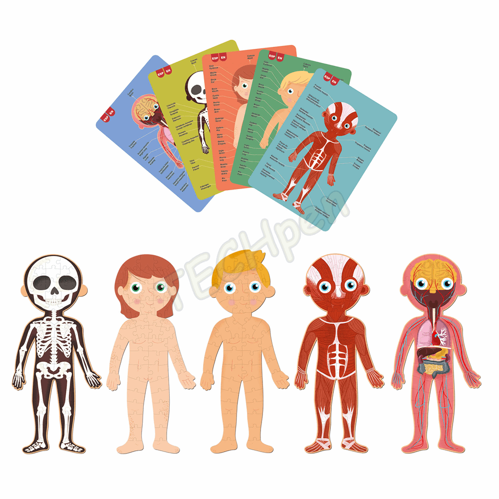 APLI HUMAN BODY PUZZLE 240U AP-19438