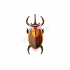ROOF SMALL ELEPHANT BEETLE IMA77