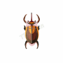 ROOF SMALL ELEPHANT BEETLE IMA77