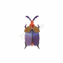 ROOF IMA75 SMALL QUEEN BEETLE
