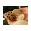 LA PETITE EPICERIE 537801 PINCE COQUILLAGE MULTICOLORE