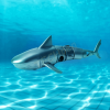 The Source - Red5 - RC Shark 123841 99744