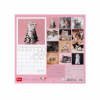 LEGAMI CAL270001 WALL CALENDAR 2027 - CATS - KITTENS - 30X29