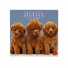 LEGAMI CAL270003 WALL CALENDAR 2027 - DOGS - PUPPIES - 30X29