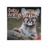 LEGAMI CAL270007 WALL CALENDAR 2027 - ANIMALS - BABY ANIMALS - 30X29